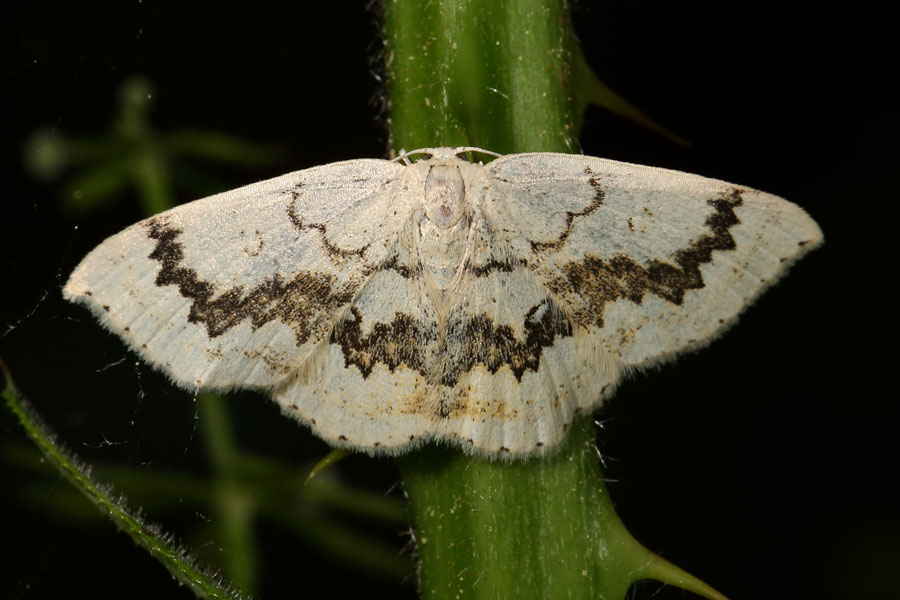 Cyclophora annularia - Ahorn-Gürtelpuppenspanner