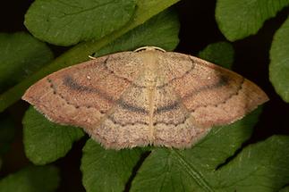 Cyclophora linearia - Rotbuchen-Gürtelpuppenspanner