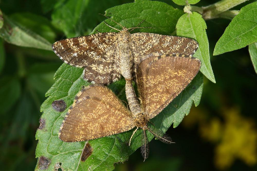 Ematurga atomaria - Heidespanner