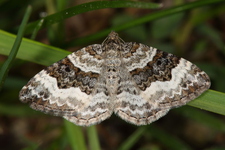 Epirrhoe galiata - Breitbinden-Labkrautspanner