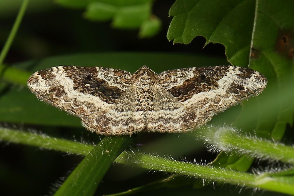 Epirrhoe galiata - Breitbinden-Labkrautspanner