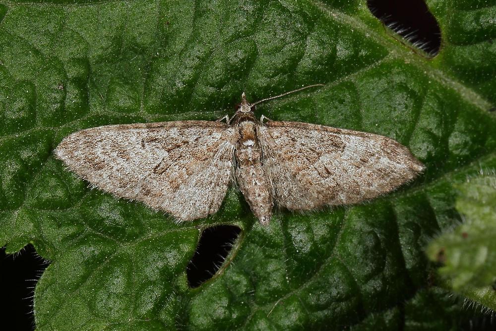 Eupithecia abbreviata - Eichen-Blütenspanner