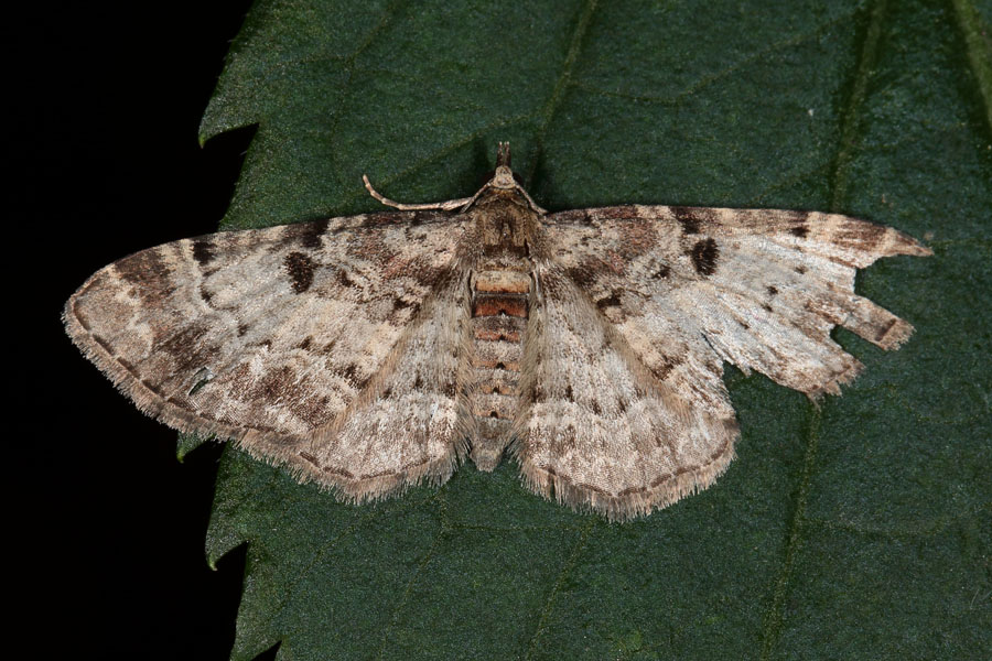 Eupithecia abietaria - Fichtenzapfen-Blütenspanner