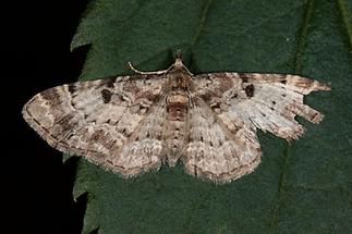 Eupithecia abietaria - Fichtenzapfen-Blütenspanner