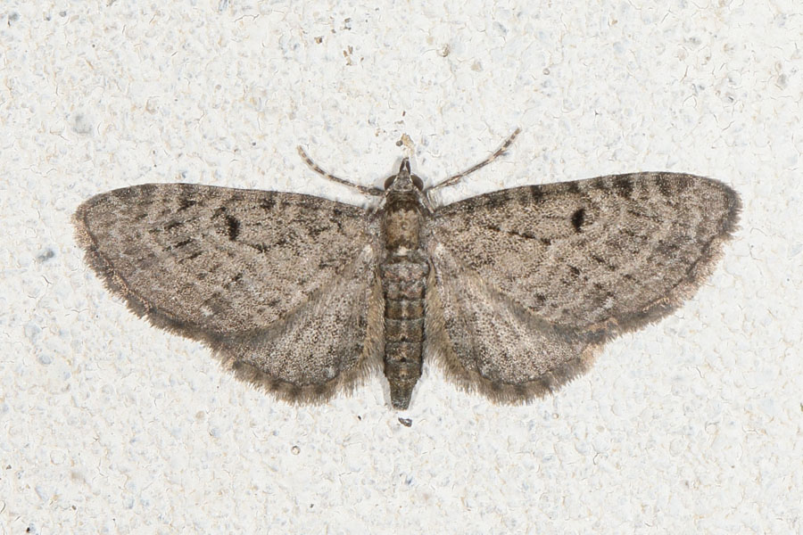 Eupithecia tenuiata - Weiden-Blütenspanner