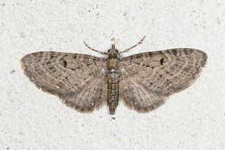 Eupithecia tenuiata - Weiden-Blütenspanner