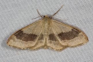 Idaea aversata - Breitgebänderter Staudenspanner, Lichtfang