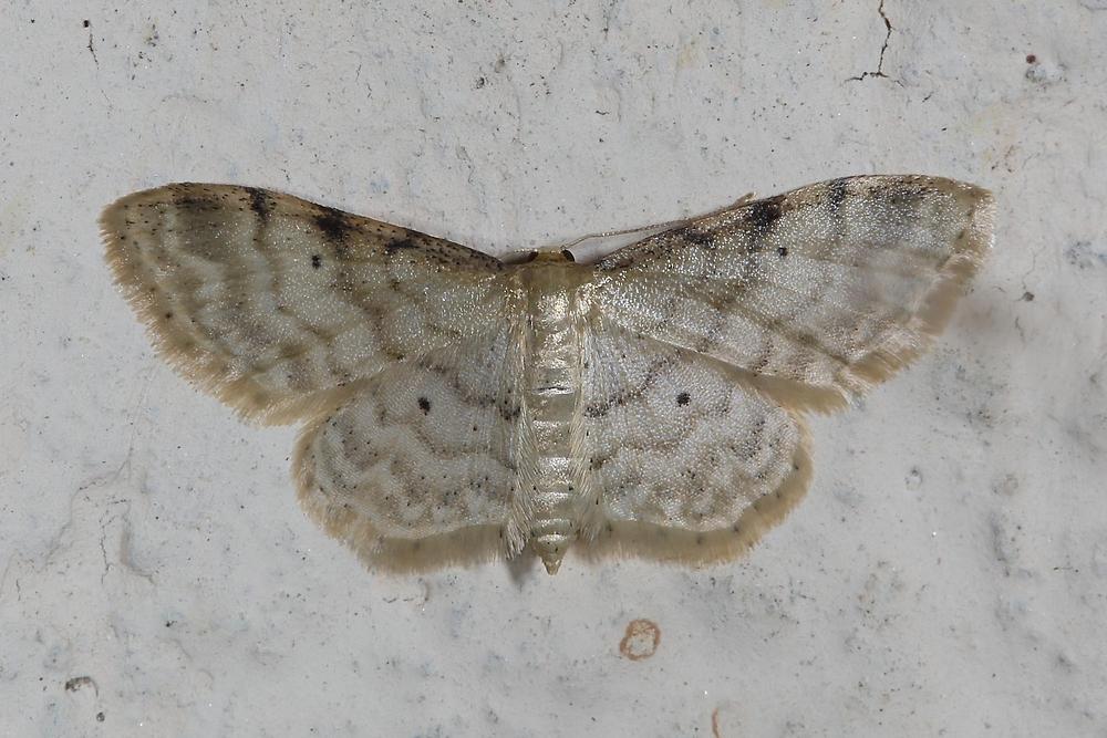 Idaea fuscovenosa - Graurandiger Zwergspanner