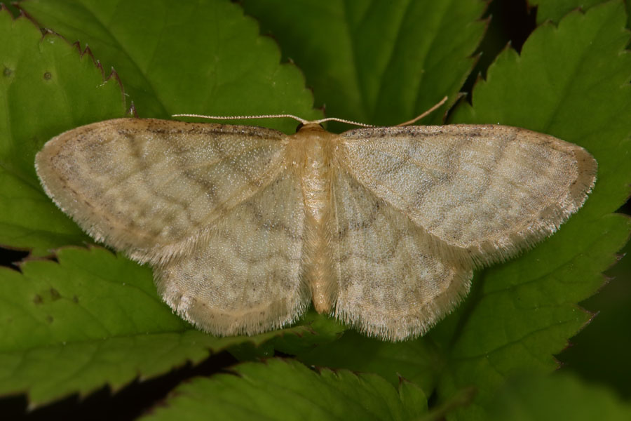 Idaea pallidata - Blasser Zwergspanner