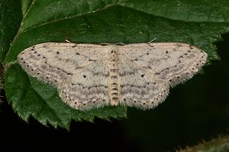 Idaea seriata - Grauer Zwergspanner