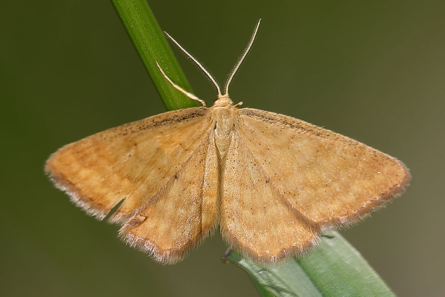 Idaea serpentata - Rostgelber Magerrasen-Zwergspanner