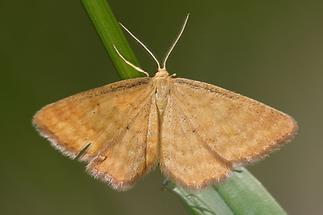 Idaea serpentata - Rostgelber Magerrasen-Zwergspanner