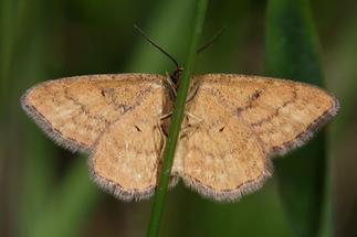 Idaea serpentata - Rostgelber Magerrasen-Zwergspanner, Unterseite