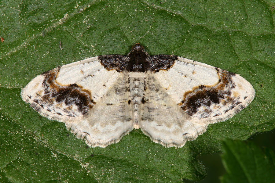 Ligdia adustata - Pfaffenhütchen-Harlekin