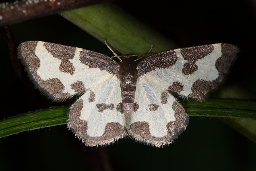 Lomaspilis marginata - Schwarzrand-Harlekin