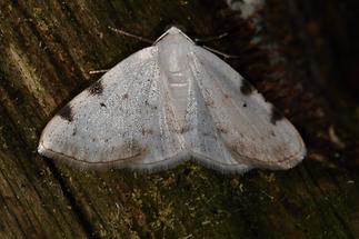 Lomographa bimaculata - Zweifleck-Weißspanner