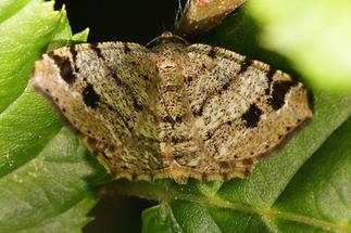 Macaria signaria - Braungrauer Eckflügelspanner