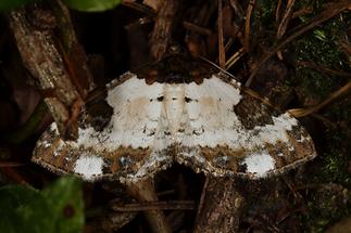 Melanthia procellata - Sturmvogel