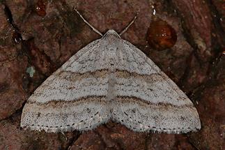 Mesotype parallelolineata - Parallelbindiger Kräuterspanner