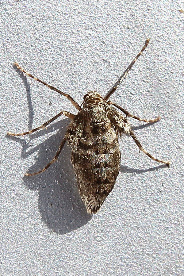 Operoptera brumata - Kleiner Frostspanner, Weibchen