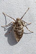 Operoptera brumata - Kleiner Frostspanner, Weibchen