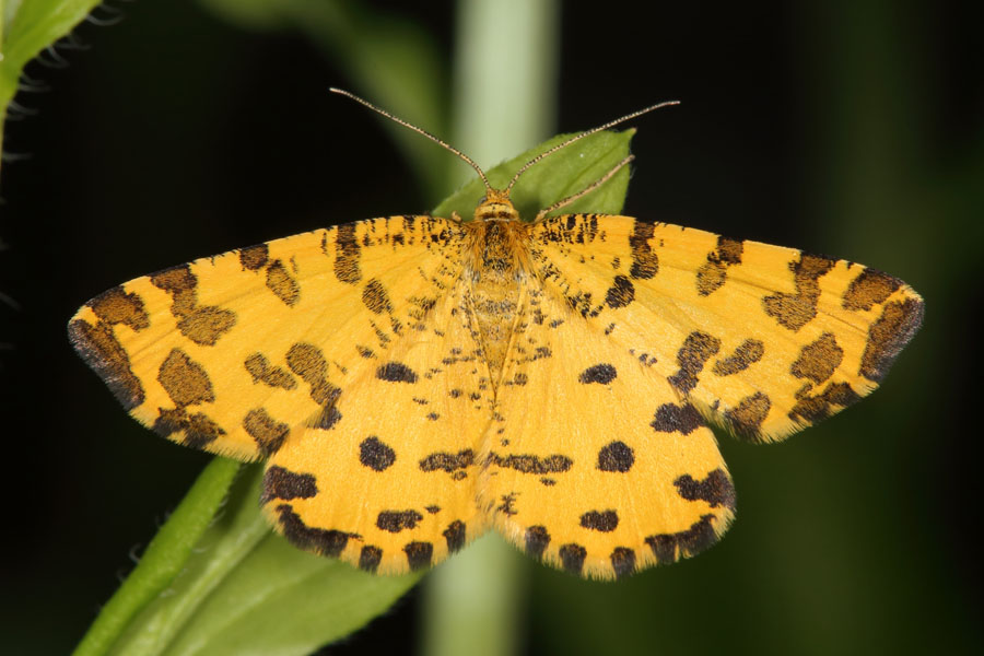 Pseudopanthera macularia - Pantherspanner