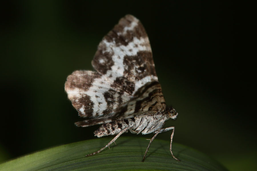 Rheumaptera subhastata - Großer Speerspanner