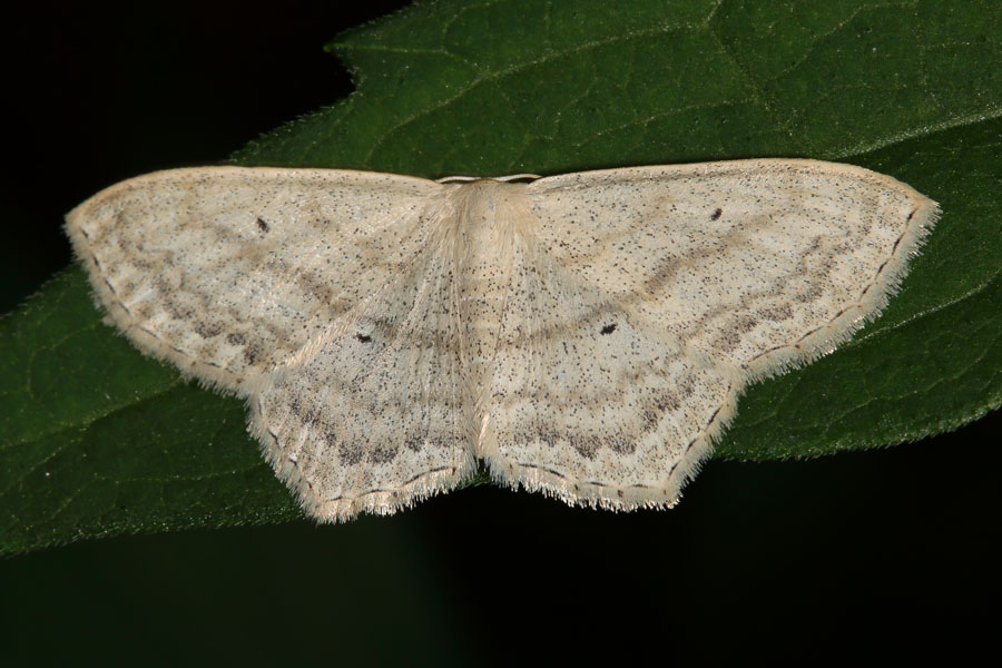 Scopula nigropunctata - Eckflügel-Kleinspanner