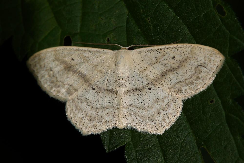 Scopula nigropunctata - Eckflügel-Kleinspanner