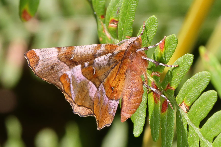 Selenia tetralunaria - Violettbrauner Mondfleckspanner