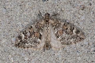 Thera variata, cf.britannica - Veränderlicher Nadelholzspanner