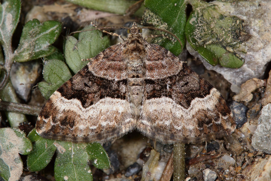 Xanthorhoe birivata - Springkraut-Blattspanner