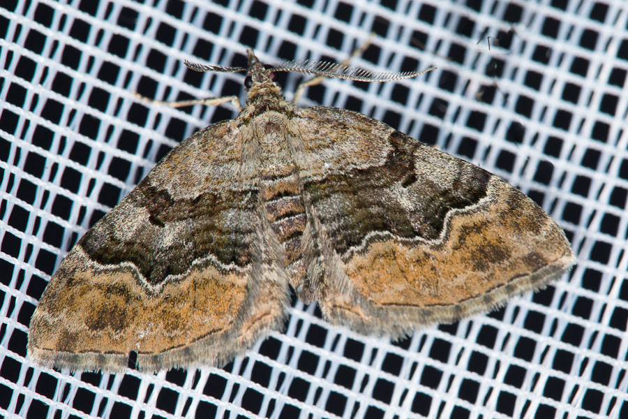 Xanthorhoe quadrifasiata - Vierbinden-Blattspanner, Lichtfang