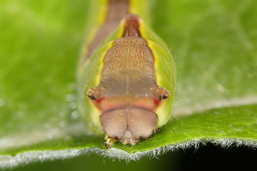 Cerura vinula - Großer Gabelschwanz, Raupenportrait