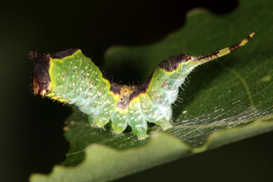 Furcula bifida - Espen-Gabelschwanz, Raupe