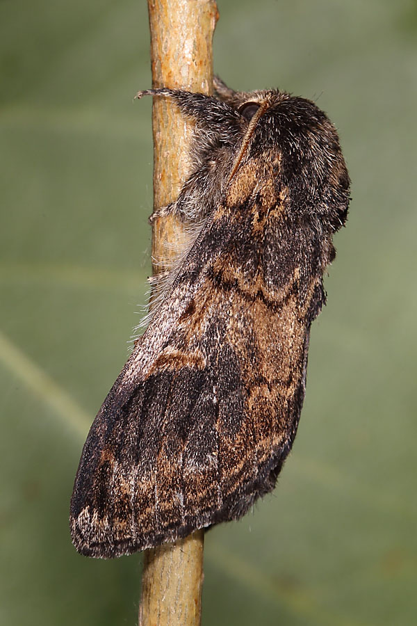 Notodonta tritophus - Espen-Zahnspinner, Männchen