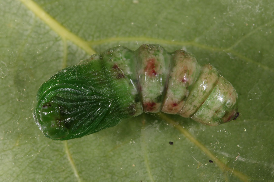 Notodonta tritophus - Espen-Zahnspinner, Puppe frisch