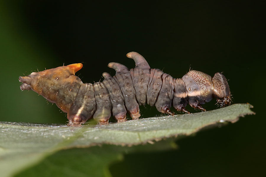 Notodonta tritophus - Espen-Zahnspinner, Raupe