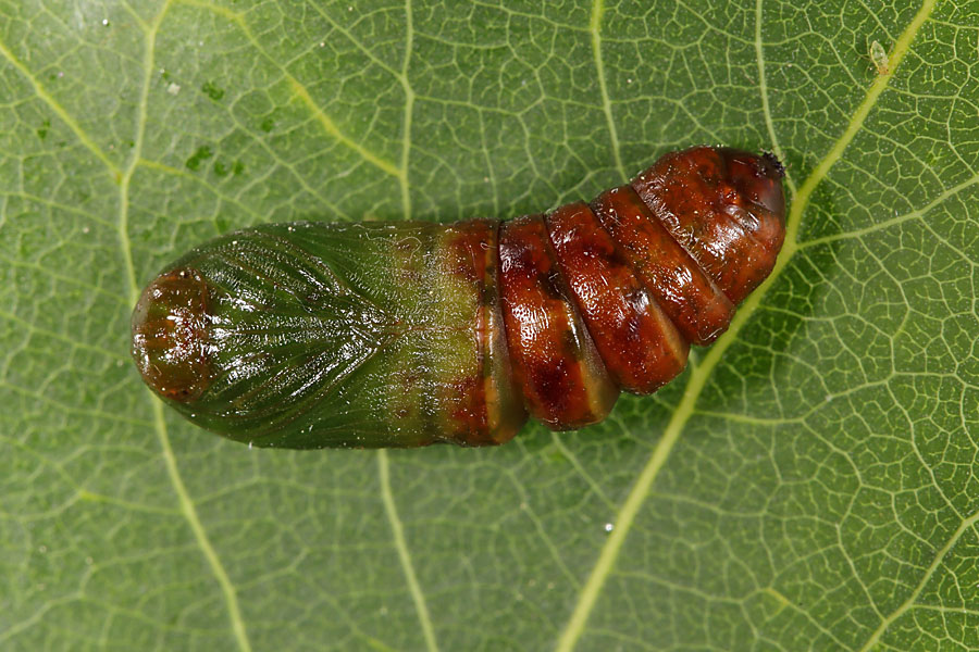 Notodonta tritophus - Espen-Zahnspinner, frische Puppe