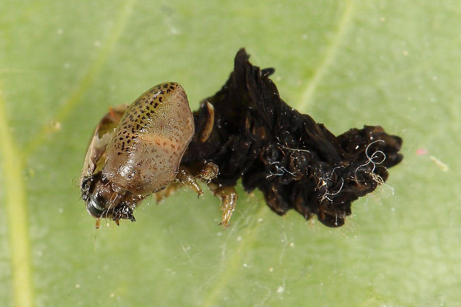 Notodonta tritophus - Espen-Zahnspinner, letzte verlassene Raupenhaut