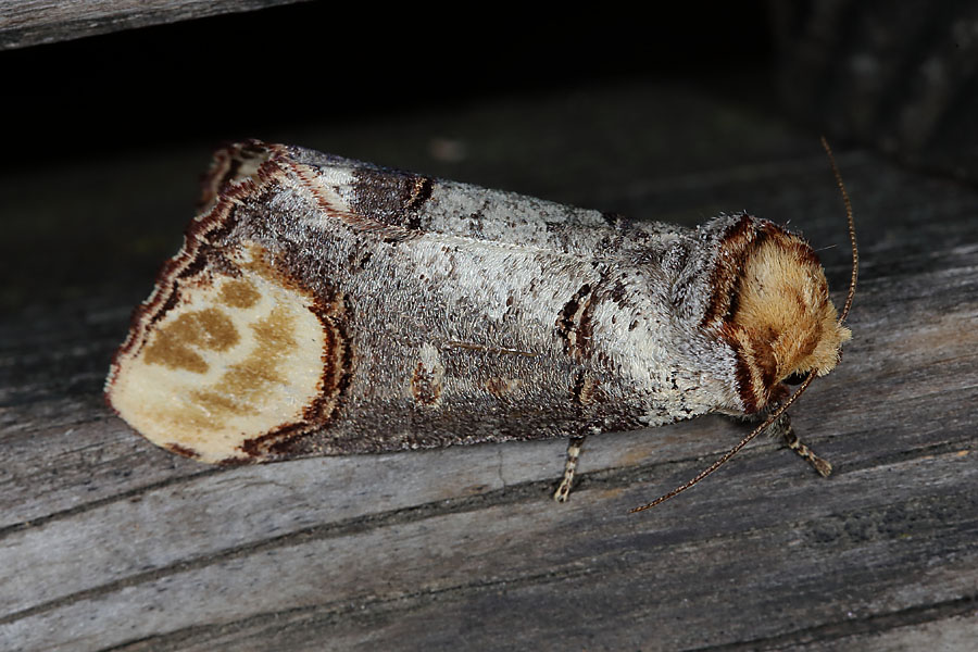 Phalera bucephala - Mondvogel, Falter