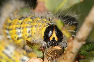 Phalera bucephala - Mondfleck