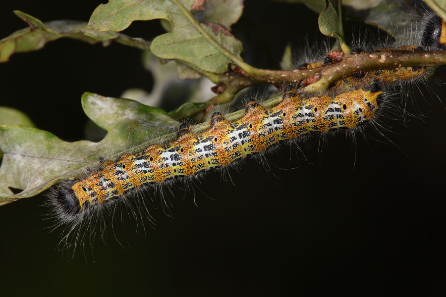 Phalera bucephala - Mondvogel, Raupe