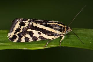 Acontia trabealis - Ackerwinden-Bunteulchen, Falter Seite