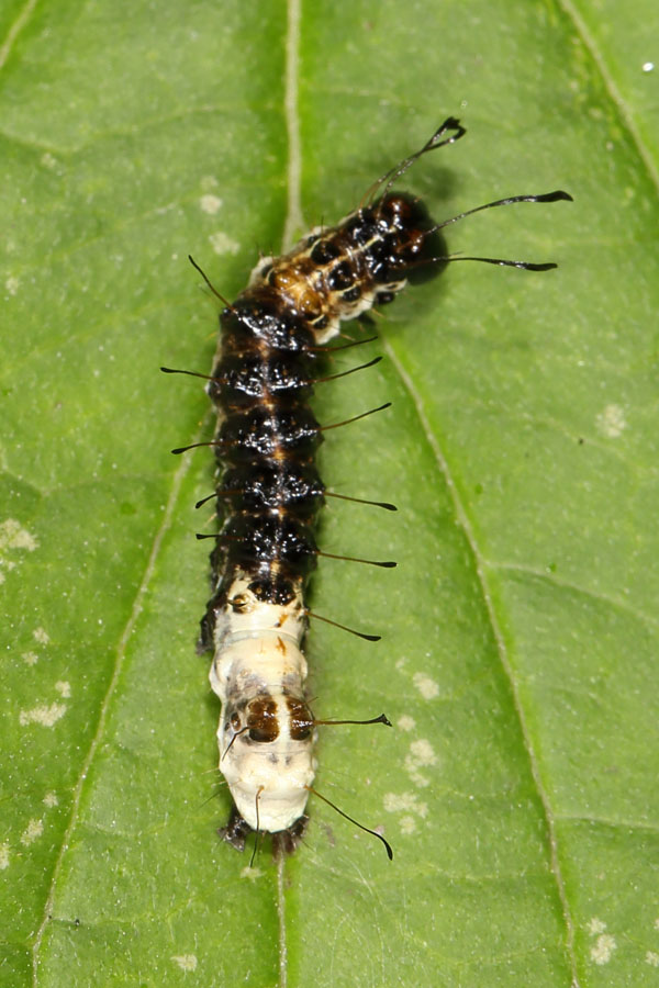 Acronicta alni - Erlen-Rindeneule, Jungraupe