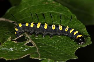 Acronicta alni - Erlen-Rindeneule, erwachsene Raupe