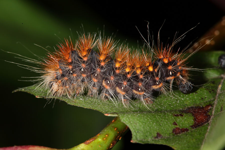 Acronicta auricoma - Goldhaar-Rindeneule, Raupe