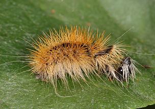 Acronicta auricoma - Goldhaar-Rindeneule, alte Raupenhaut