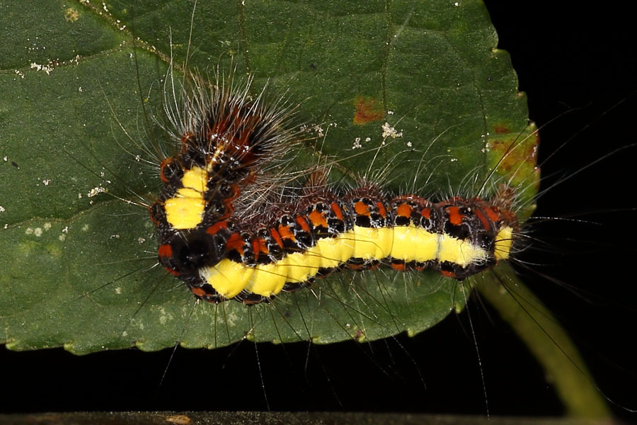 Acronicta cuspis - Erlen-Pfeileule, Raupe