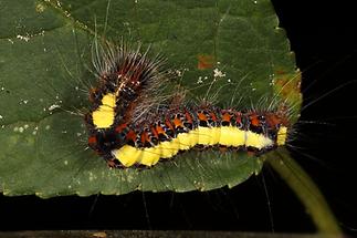 Acronicta cuspis - Erlen-Pfeileule, Raupe (1)